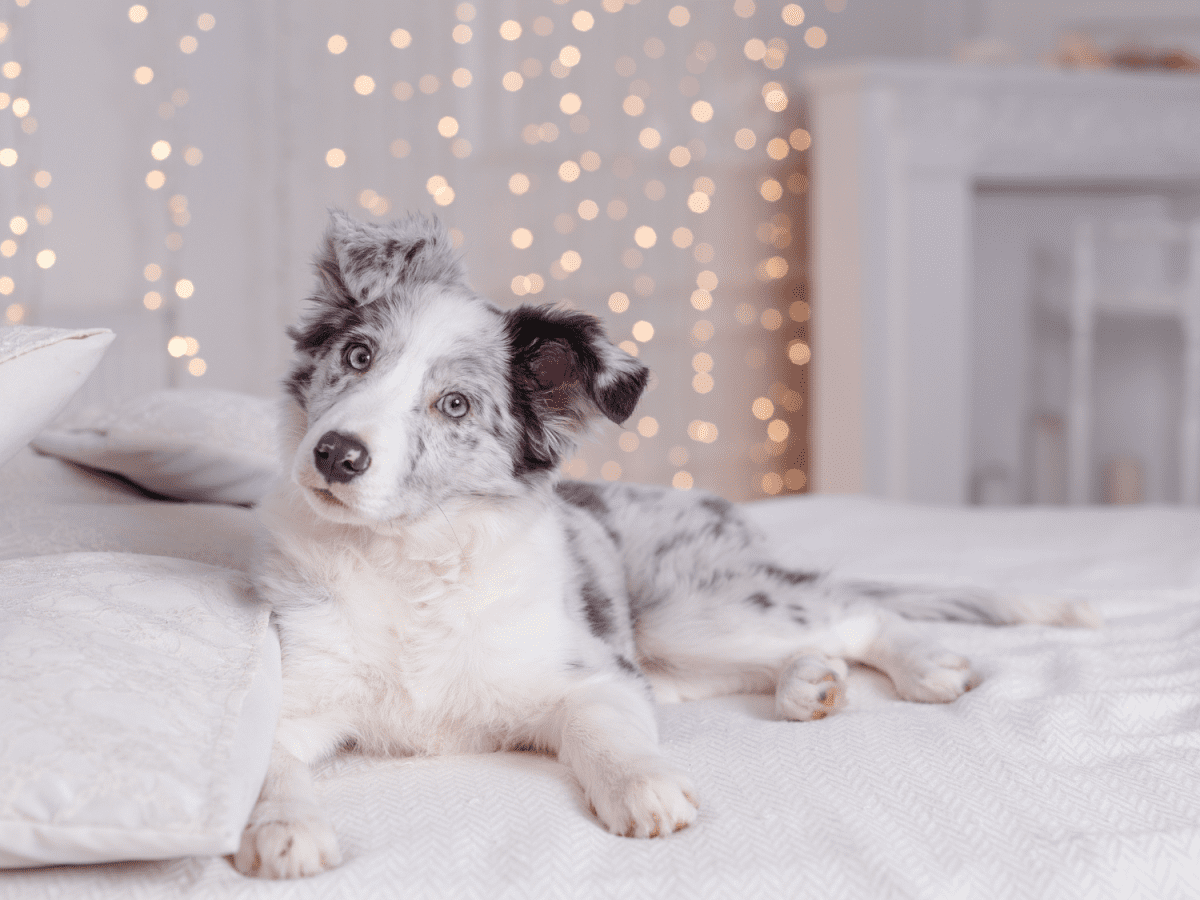 10 Activities to Occupy your Puppy While You're at Work – The Dog