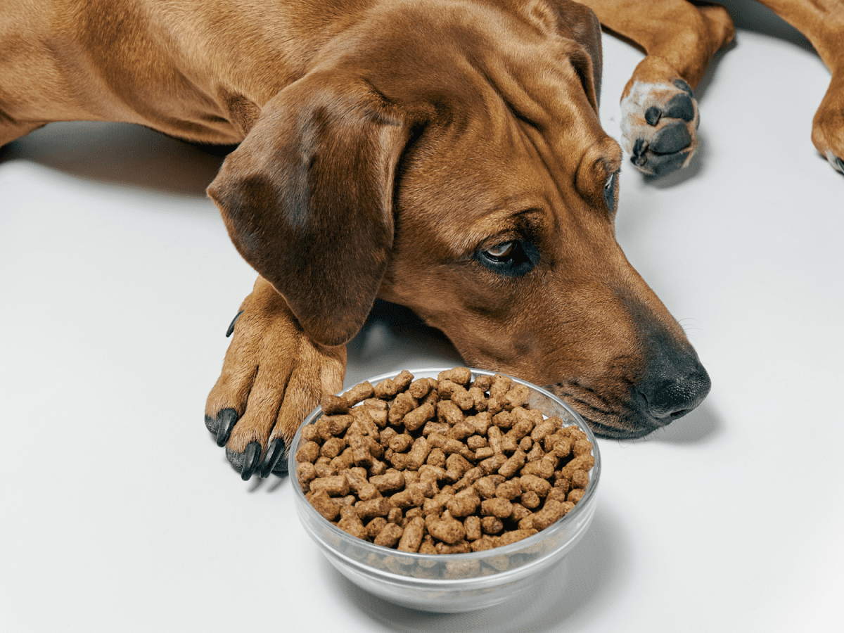 Is Dry Dog Food Bad For Dogs? (4 Reasons Ultra-Processed Kibble Is Bad For Your  Dog) - Pethelpful