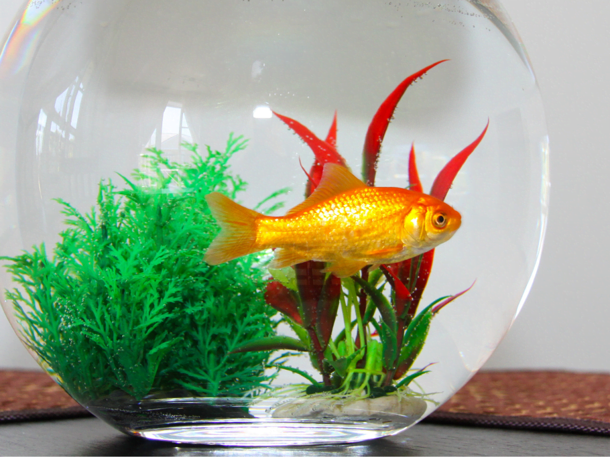 clear bubble planter Vase Fish Tank Table Plastic Goldfish Bowl