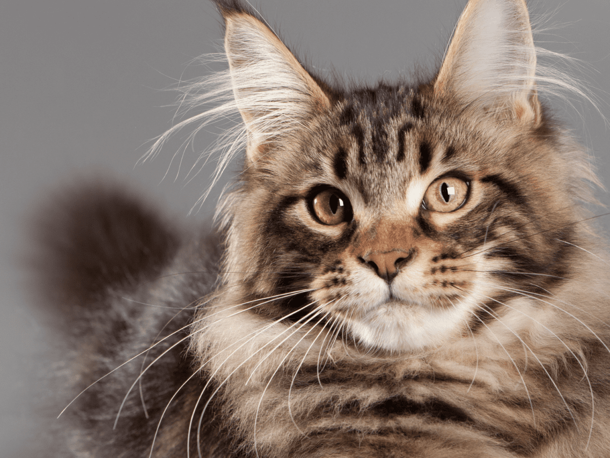 All About the Magnificent Maine Coon - PetHelpful