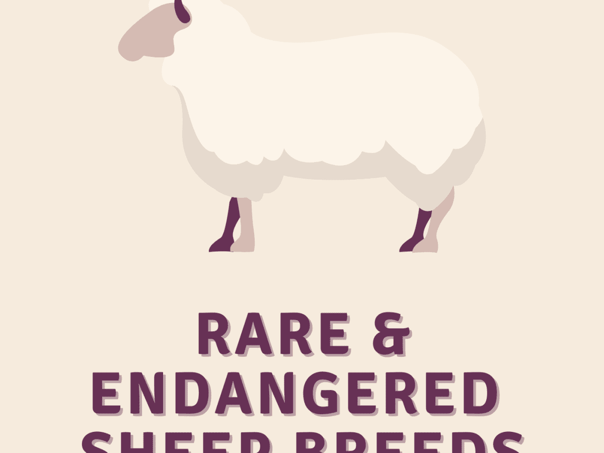 Rare Breed: Sheep