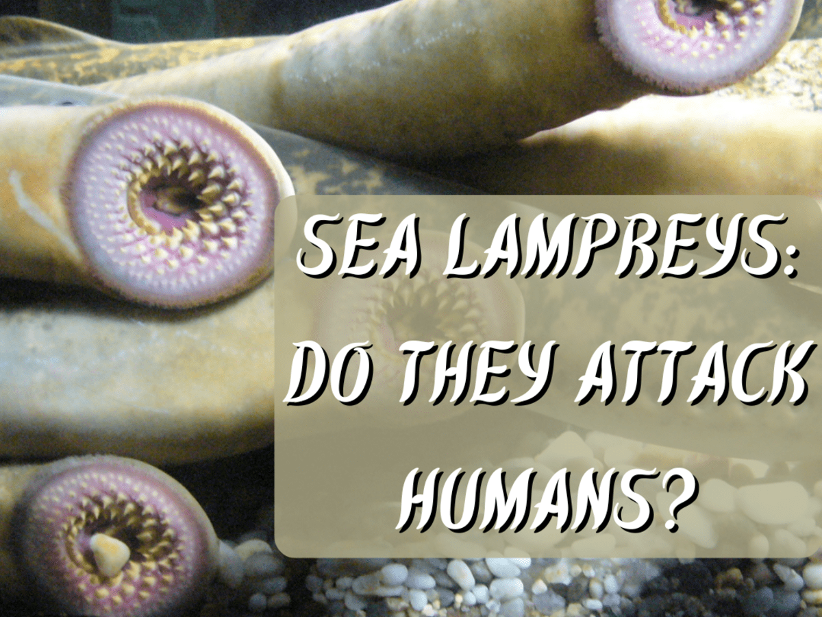 sea lamprey human bite