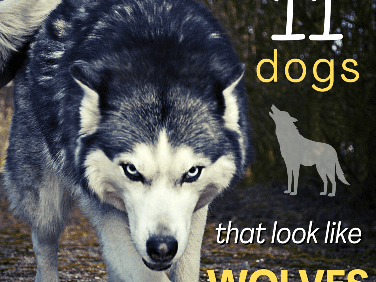 what species of wolf did dogs come from