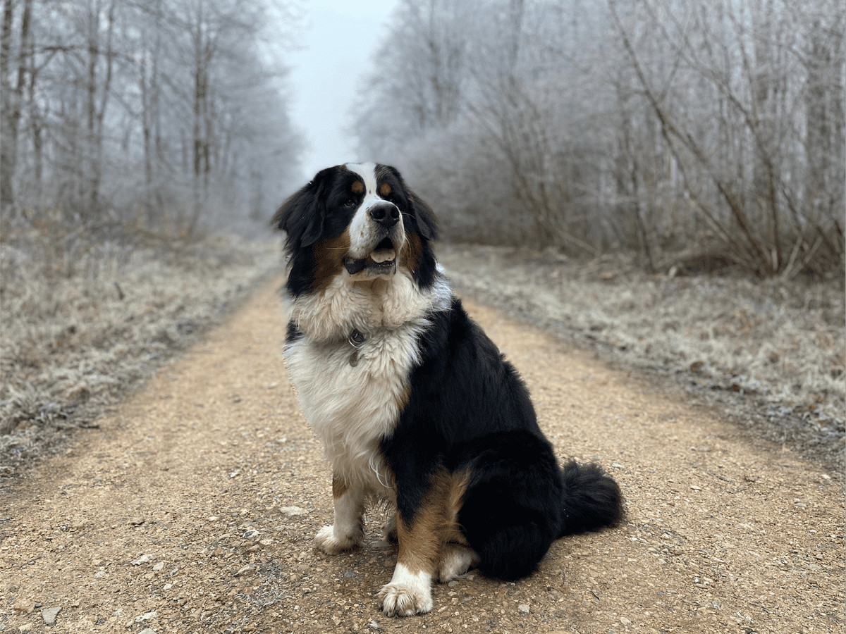 5 Giant Dog Breeds That You Will Love - PetHelpful