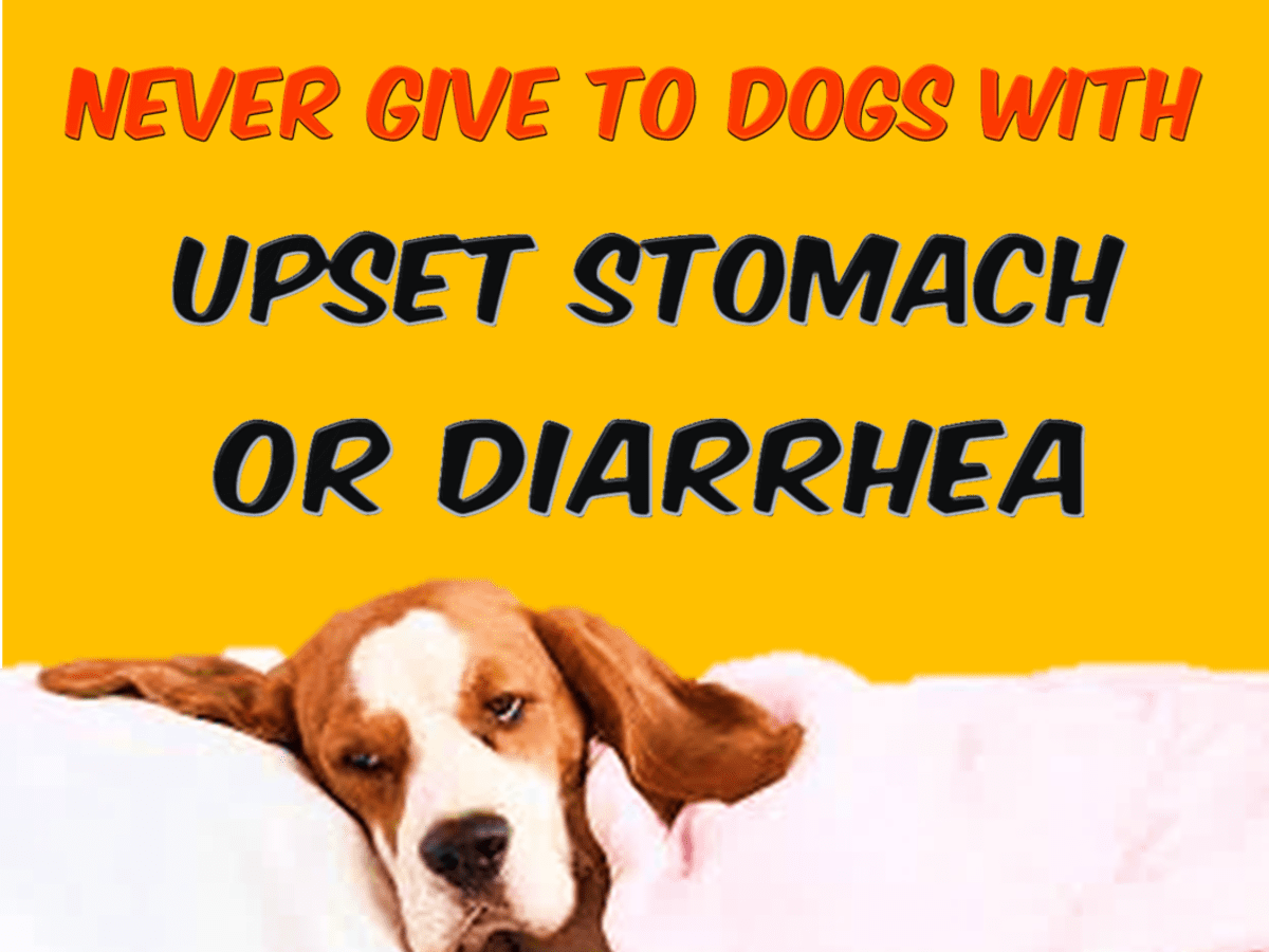 can dogs pass diarrhea to humans