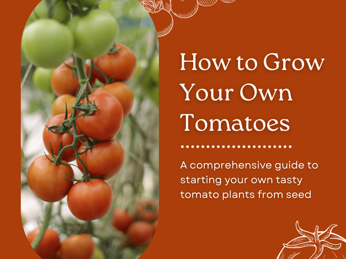 Tips for Growing Tomatoes in Hot Climates and Troubleshooting Challenges
