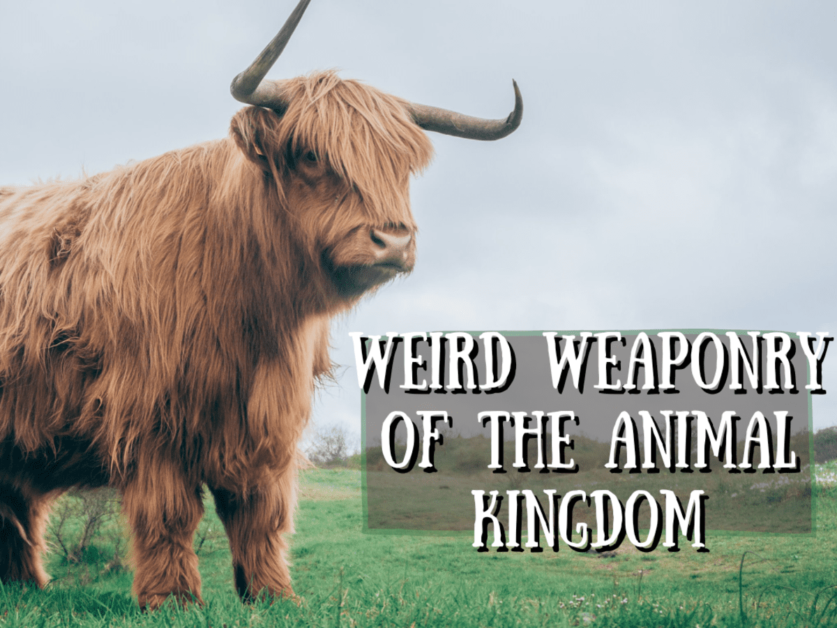 Weird Weaponry of the Animal Kingdom - Owlcation