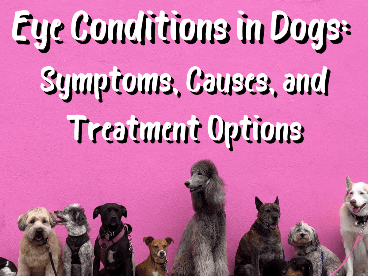 what causes eye tumors in dogs