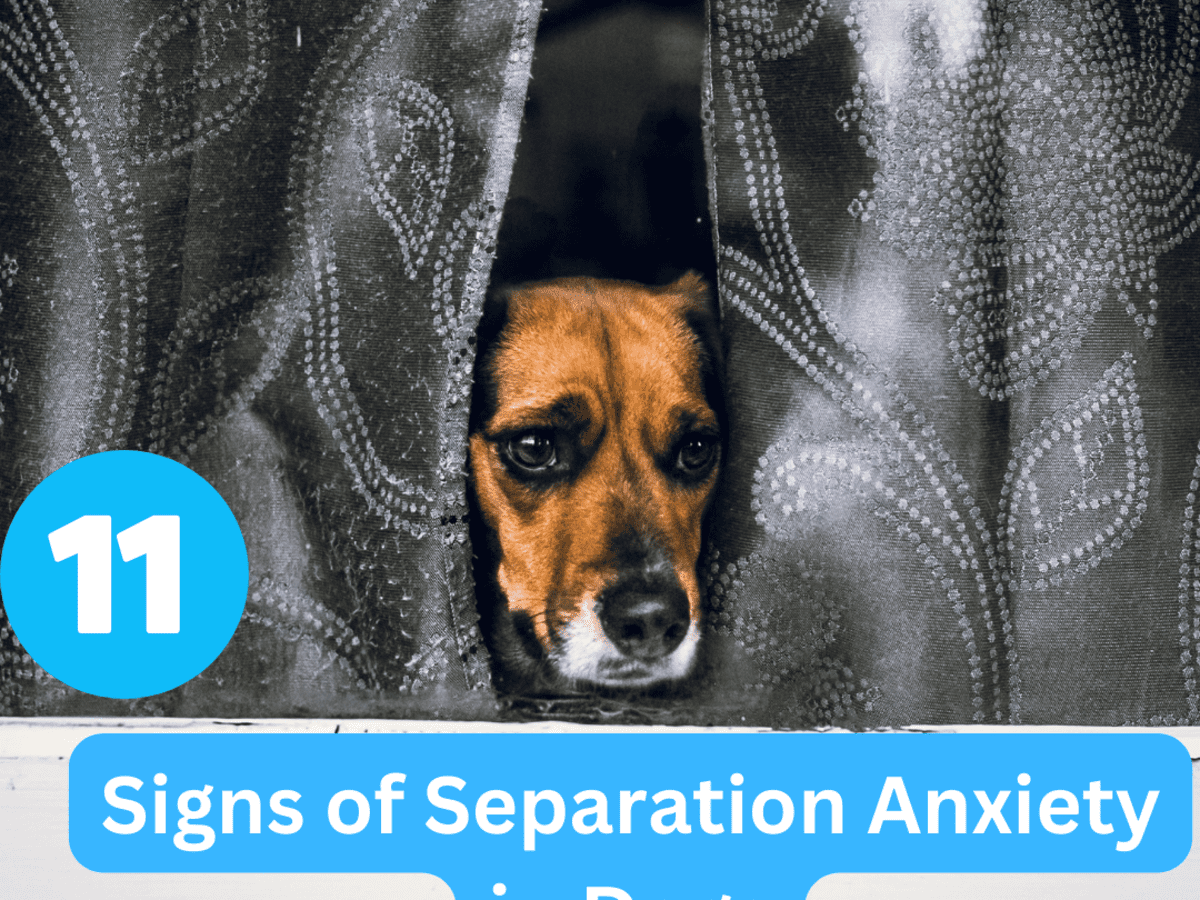 what are signs of anxiety in dogs