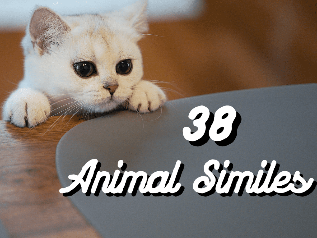 List of Animal Similes - Owlcation