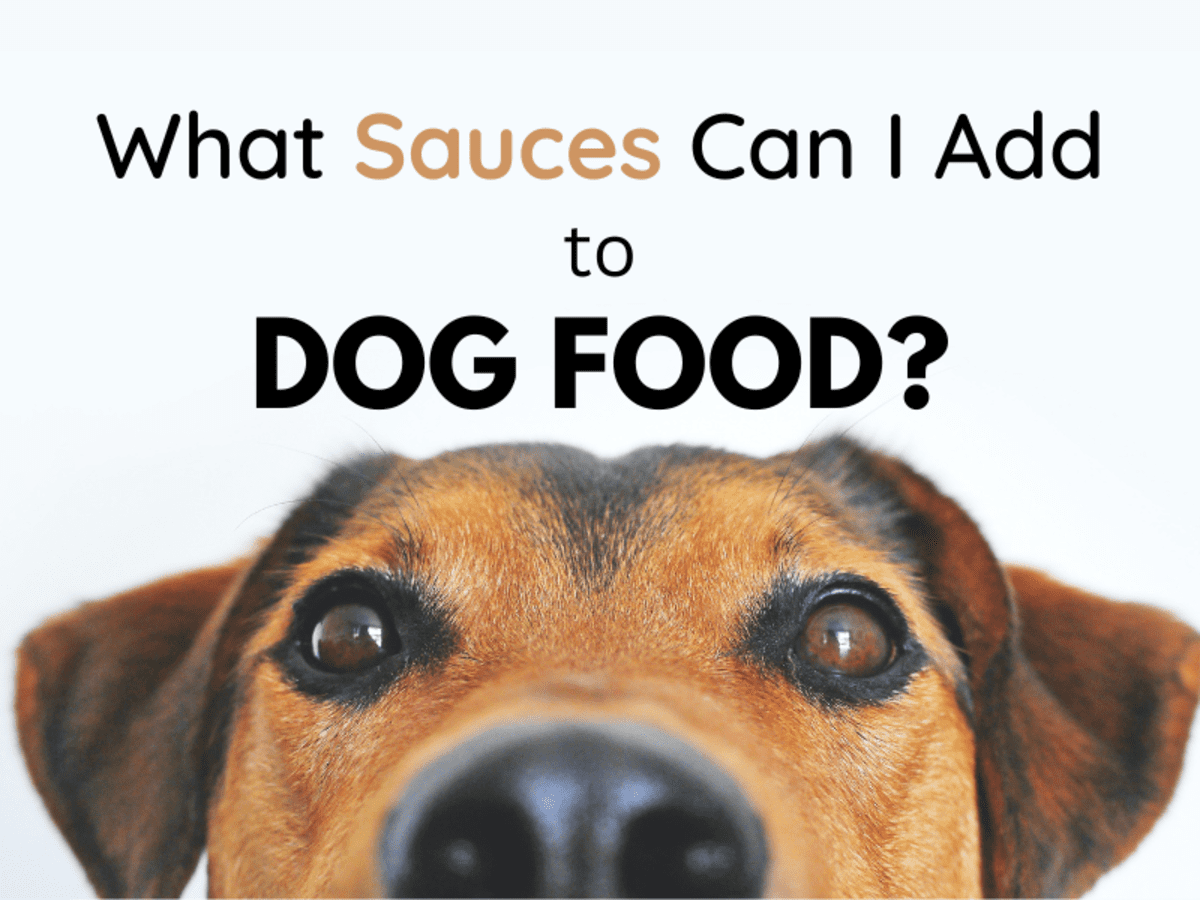 What Sause Can I Add to Dog Food? 2