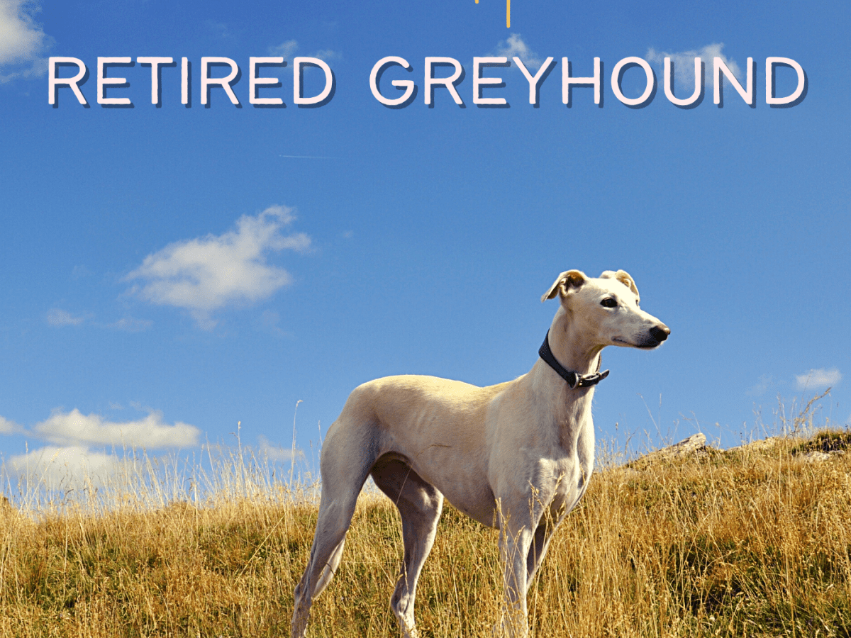 are greyhounds good as pets