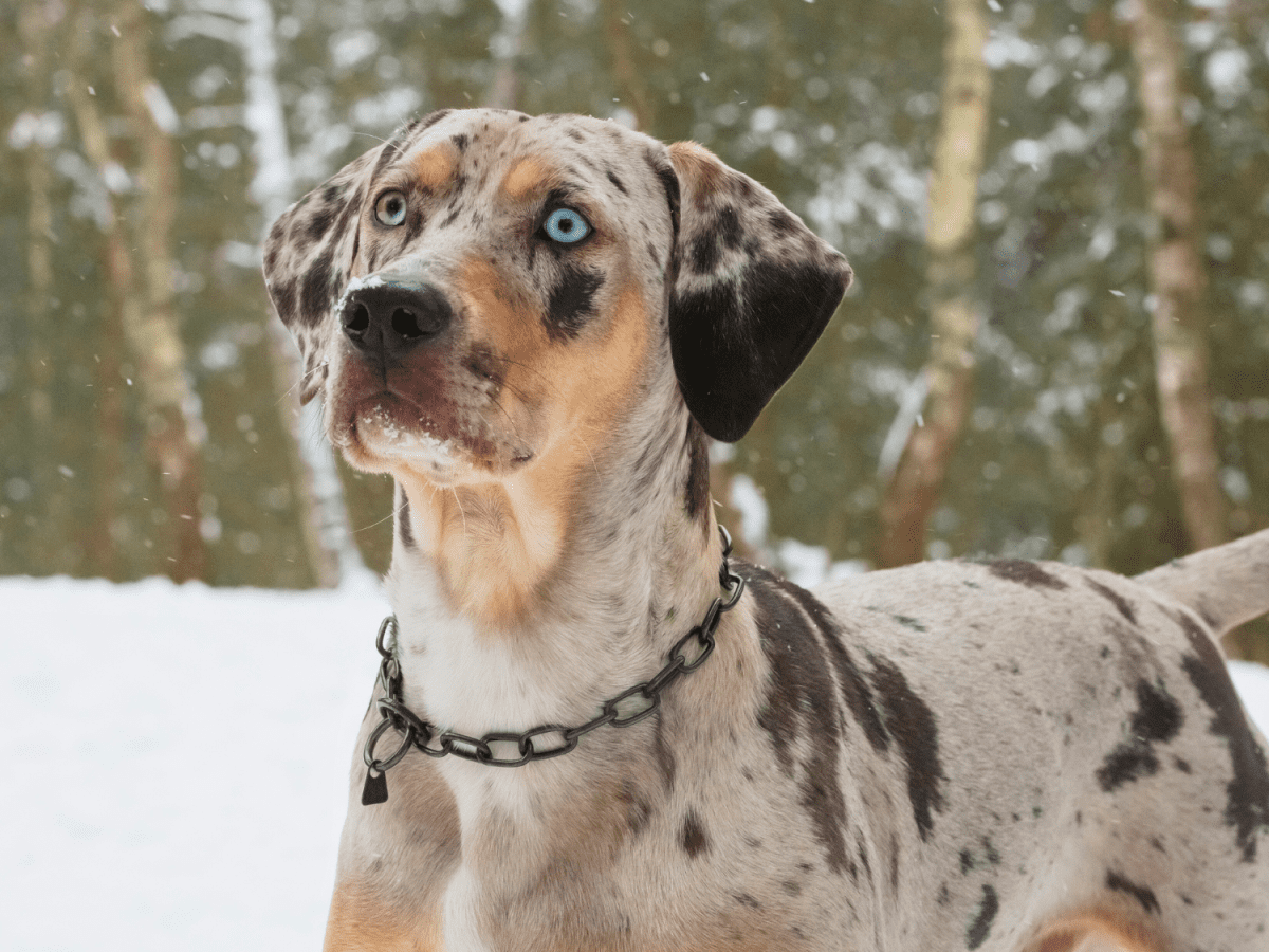 Great Dane Catahoula Mix Great Dane Catahoula Great Pyrenees Mix