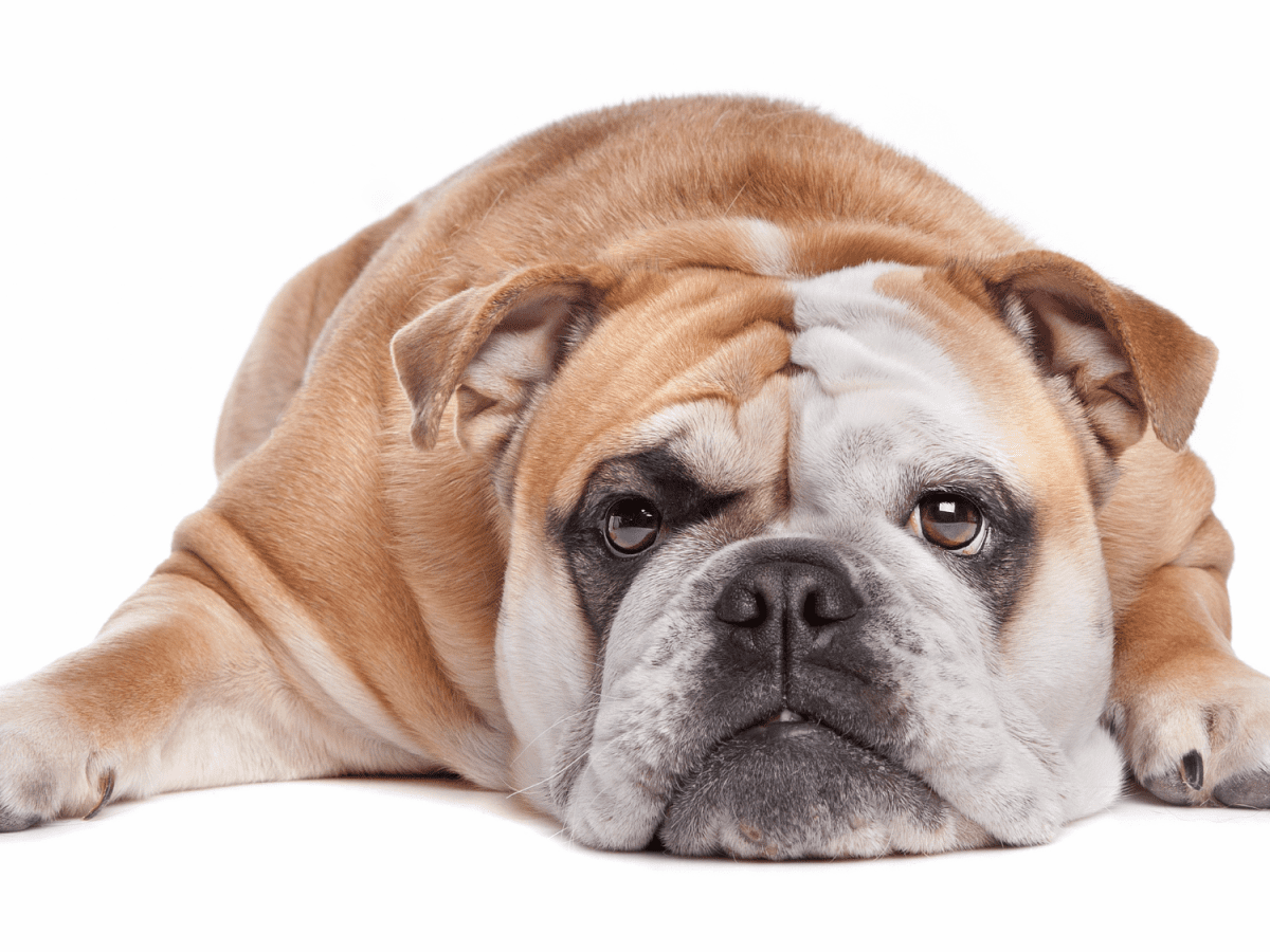 The Ultimate Guide to Bulldogs: Owning, Training, and Caring for