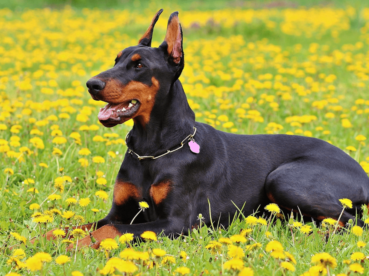 Solid Rubber Doberman Water Ball, Basic Training