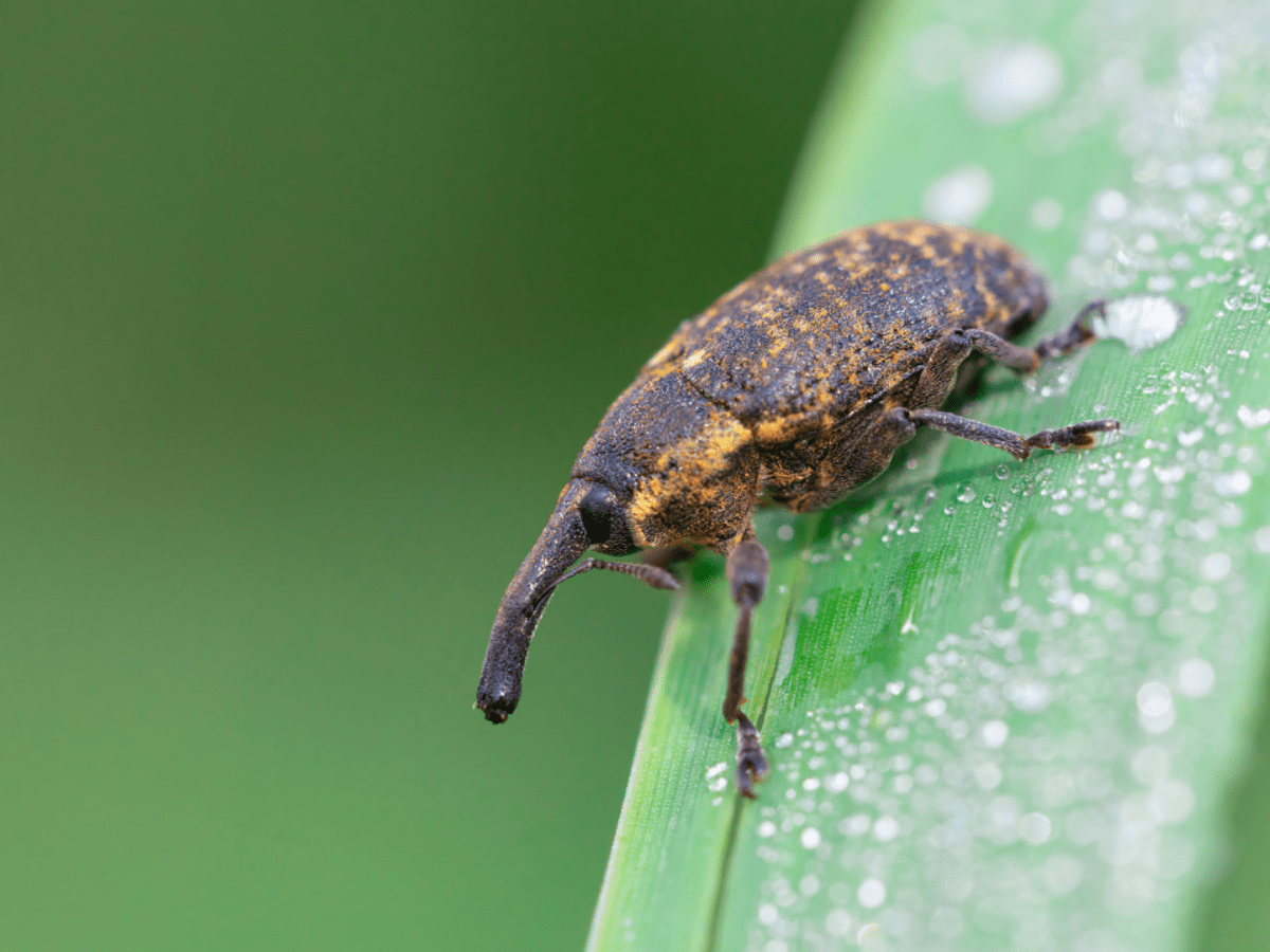 Why you should worry about vine weevil –