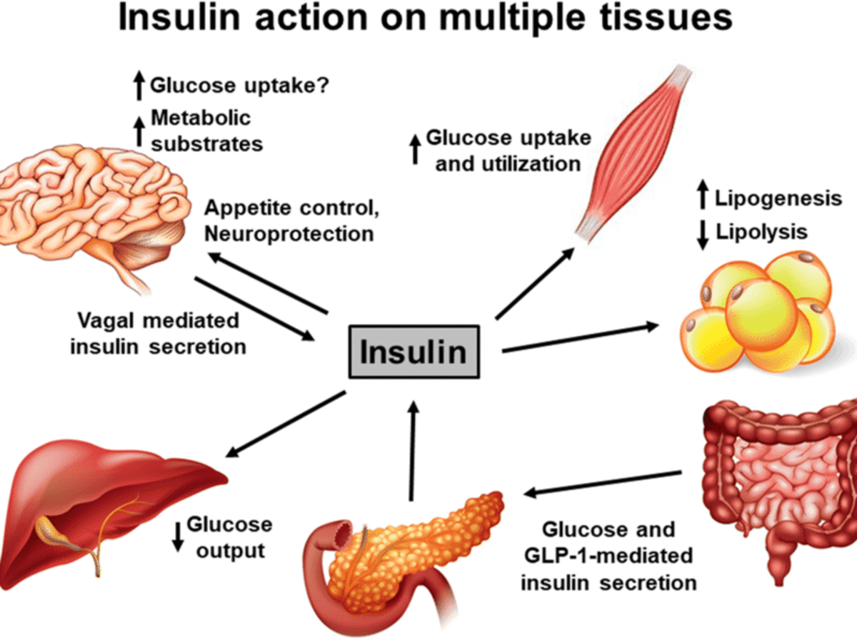 The Importance of Insulin Regulating Blood Sugar and Beyond ...