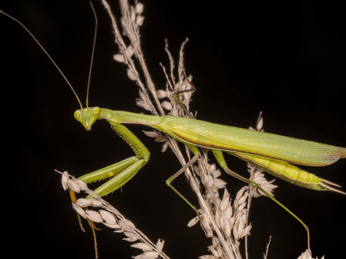 Connecticut State Insect Lesson: The European Mantis - Owlcation