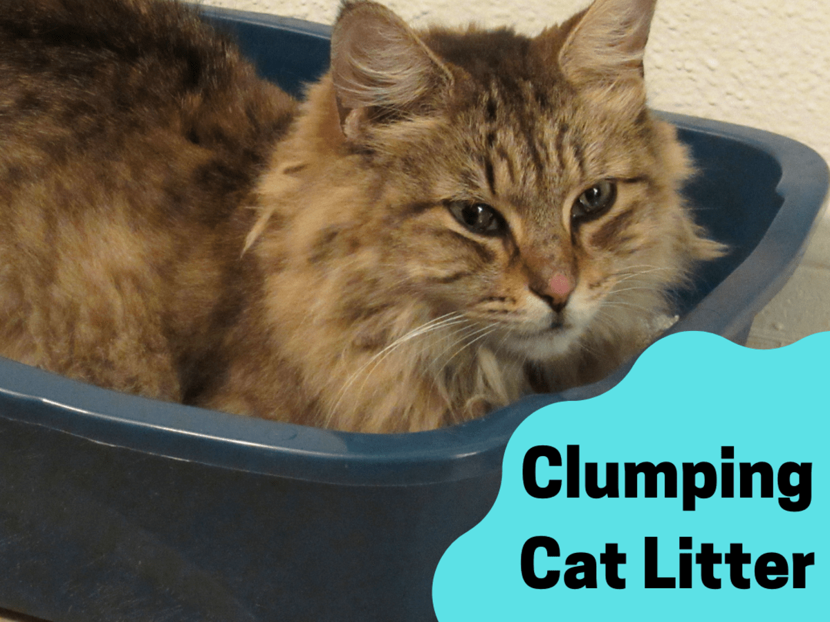 hardest clumping cat litter