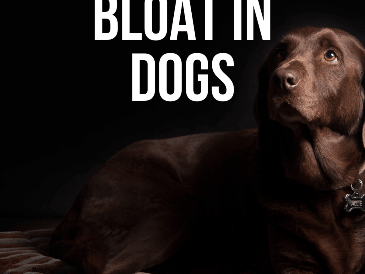 canine bloat treatment