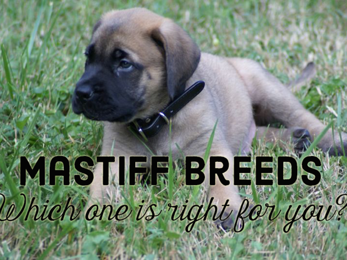 What Are The Different Types Of Mastiff Breeds And Which Is Best For Me Pethelpful By Fellow Animal Lovers And Experts