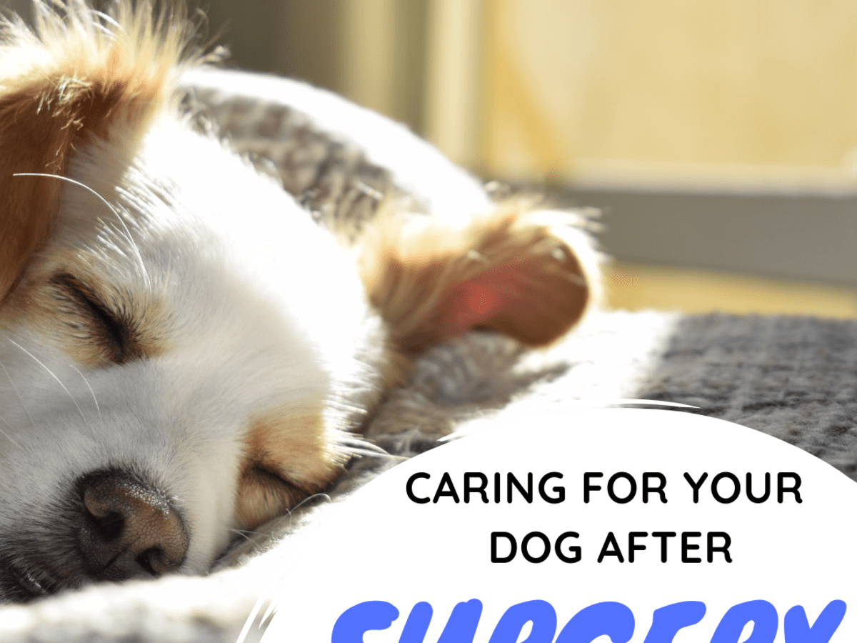 What To Expect After Your Dog Has A Front Leg Amputated Pethelpful