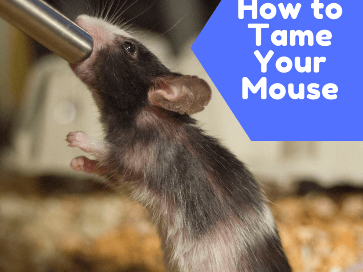 How To Bond With Your Pet Mouse And Get It To Like You Pethelpful