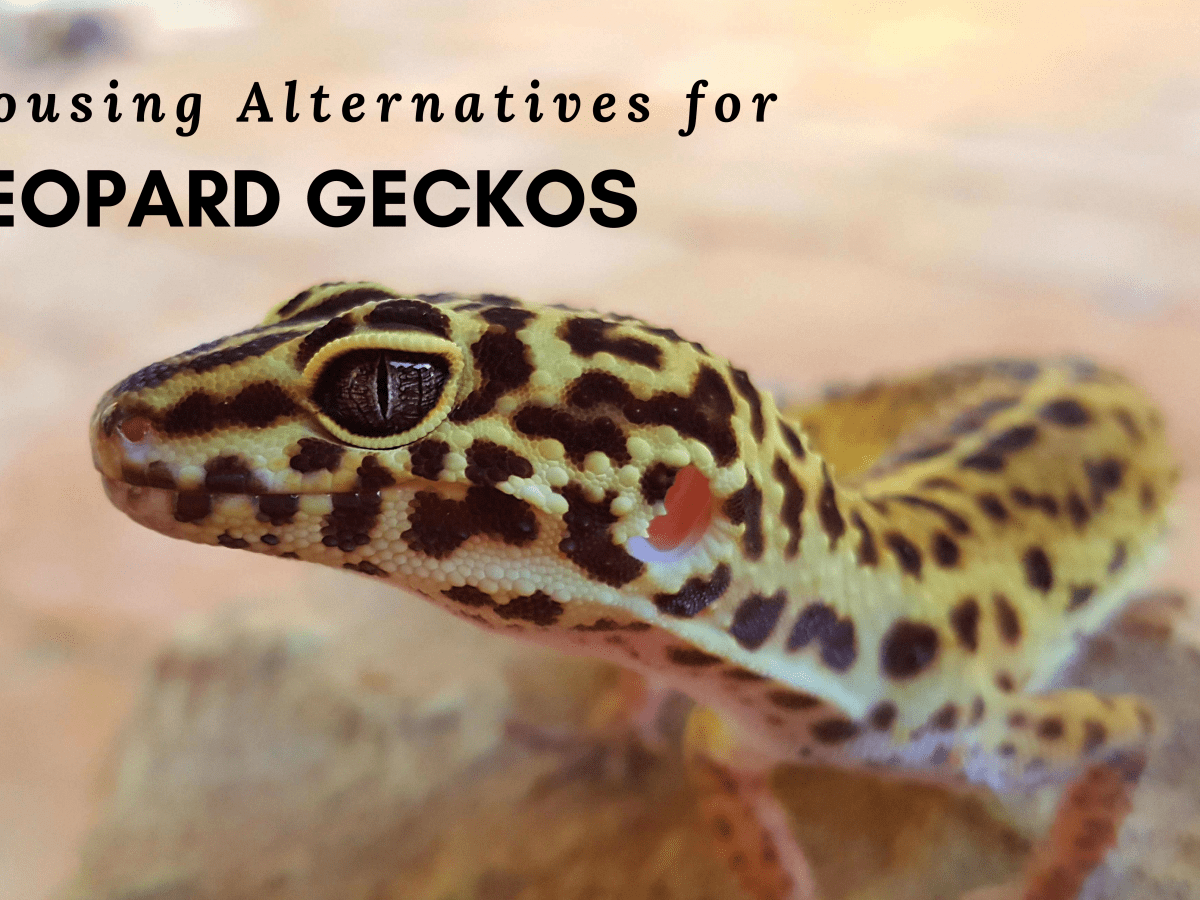 habistat leopard gecko bedding