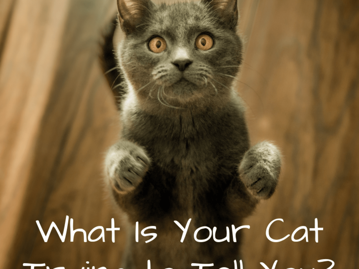 What Your Cat S Behaviors Body Language And Sounds Mean Pethelpful By Fellow Animal Lovers And Experts