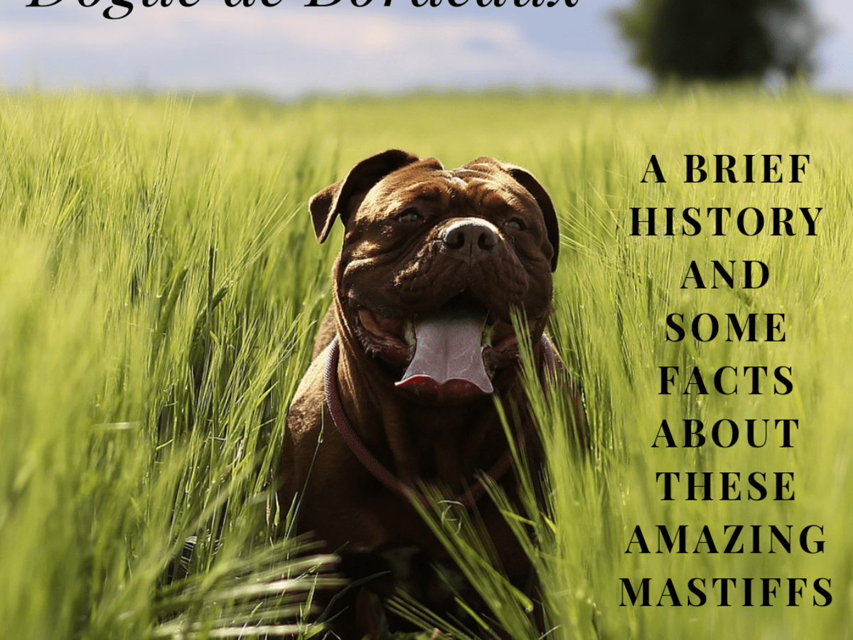 Dogue De Bordeaux The Mastiff Breed That Can T Be Exterminated Pethelpful