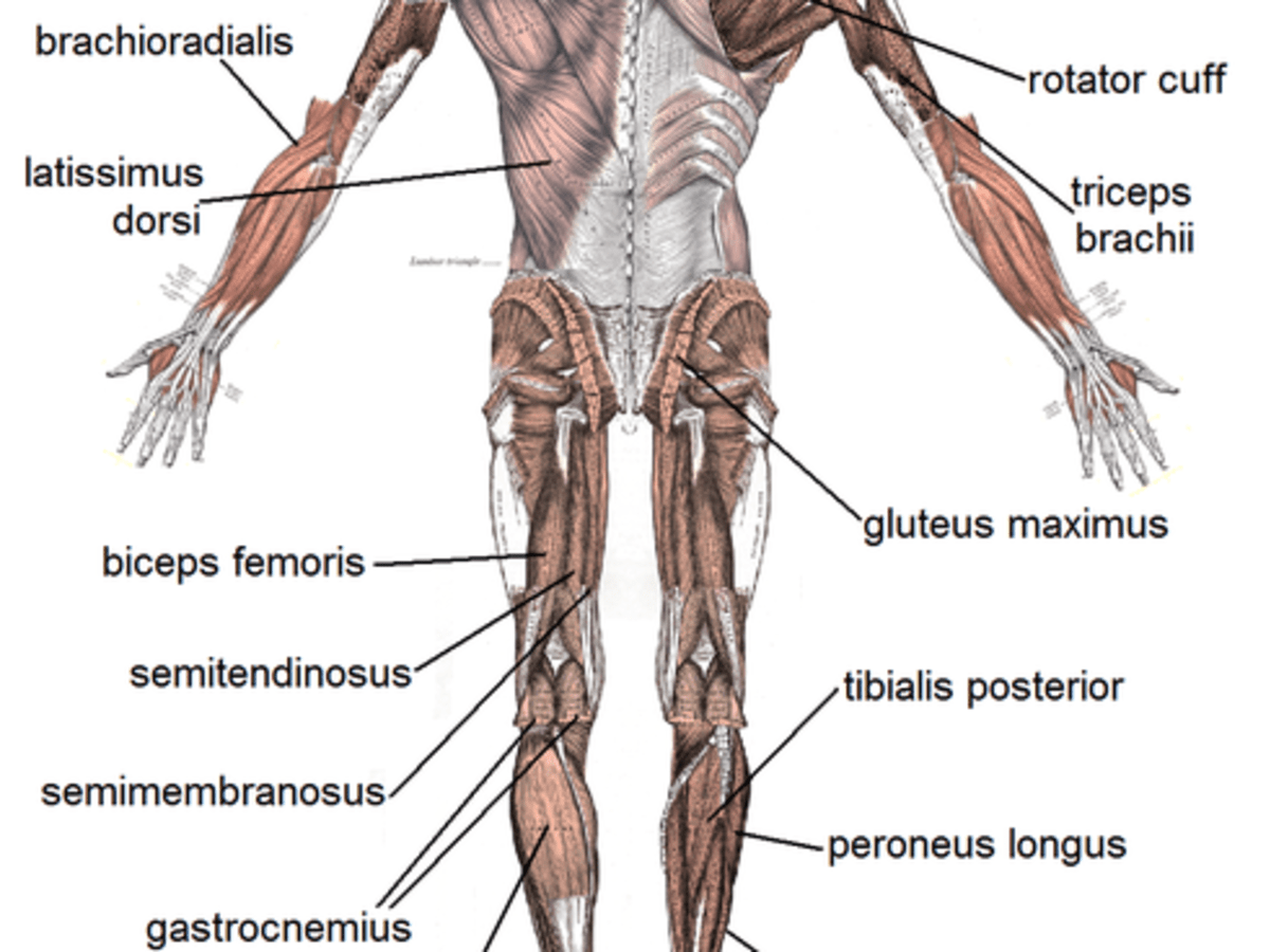 What is the largest muscle group in the human body Human Muscular System What S The Busiest Muscle In The Body Owlcation