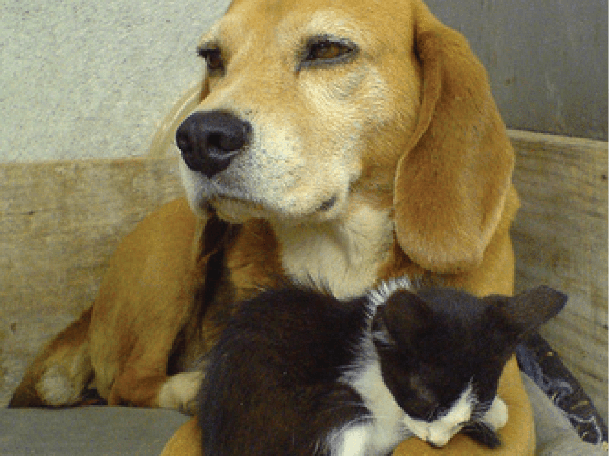 How To Introduce Kittens To Dogs Your Cats And Dogs Can Get Along Pethelpful By Fellow Animal Lovers And Experts