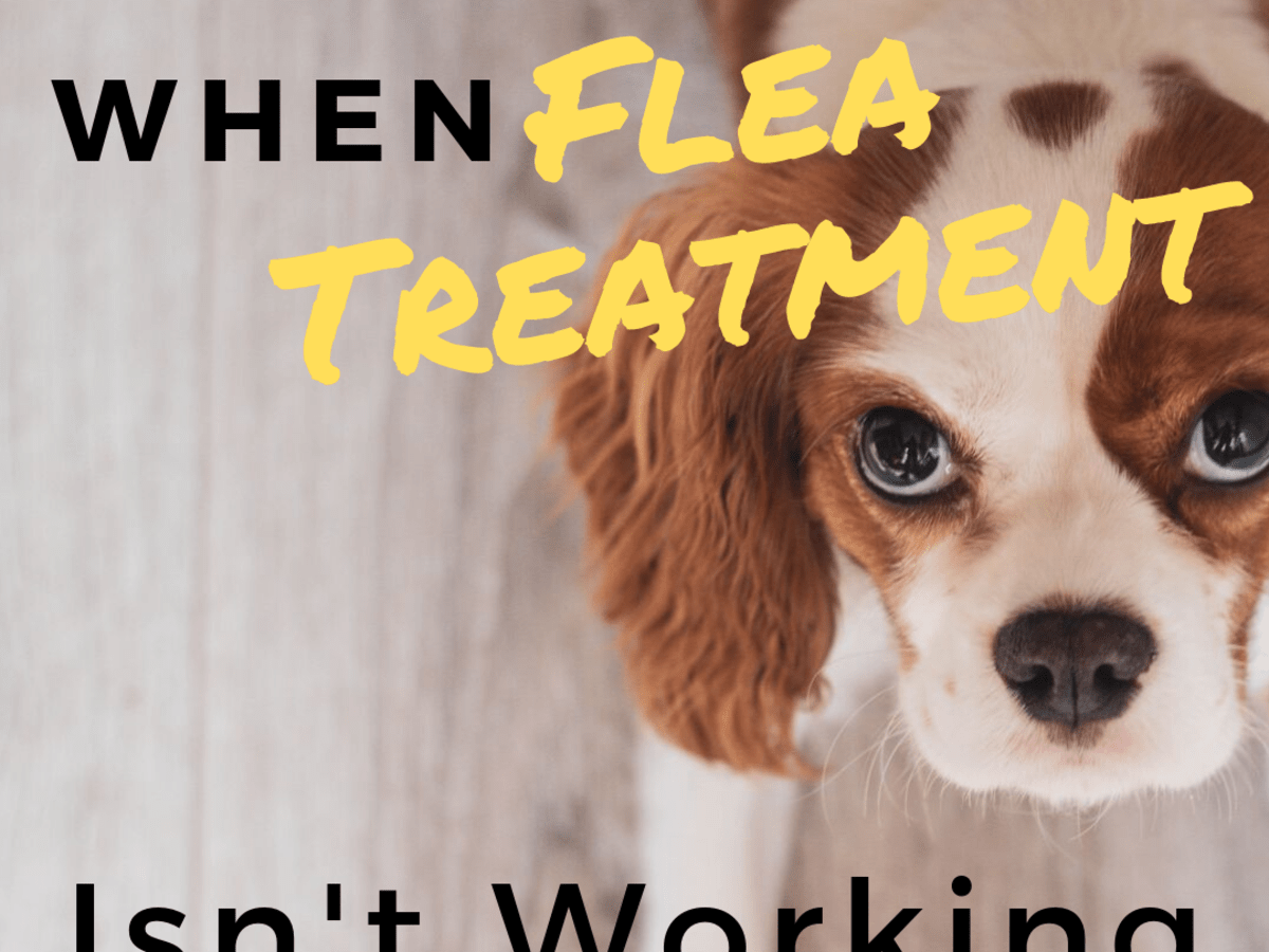 How often should you put flea treatment on a dog Reasons Why Your Dog S Flea Treatment Isn T Working And What To Do Pethelpful