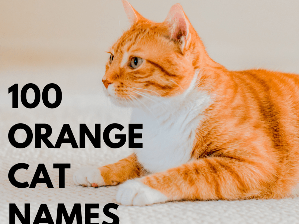 Top 100 Orange Cat Names Pethelpful By Fellow Animal Lovers And Experts