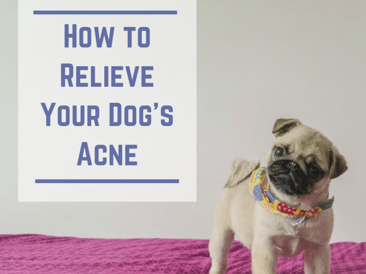 dog pimple treatment