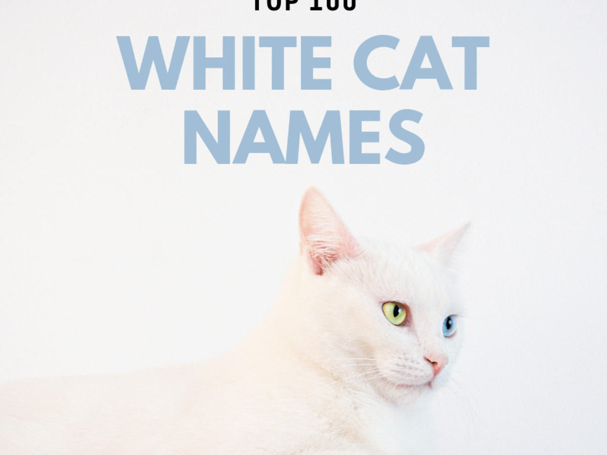 Top 100 White Cat Names Pethelpful By Fellow Animal Lovers And Experts