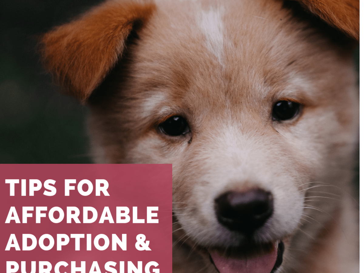 The Best Places To Find A Really Cheap Puppy Pethelpful By Fellow Animal Lovers And Experts
