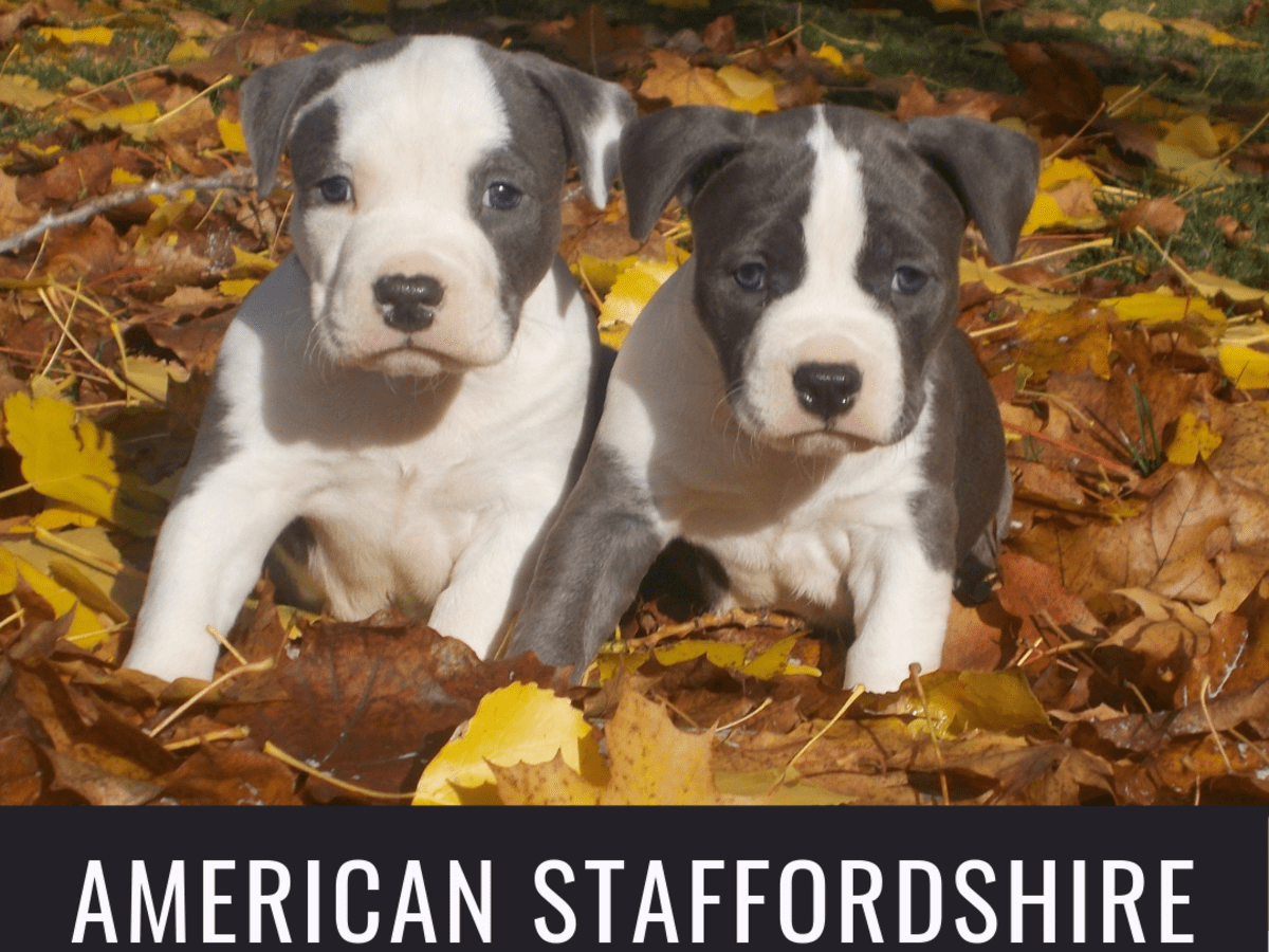 American Staffordshire Pit Bull Terrier Puppies Pethelpful By Fellow Animal Lovers And Experts