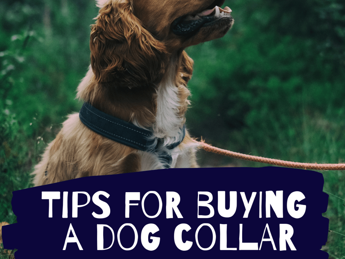 flat link chain dog collar