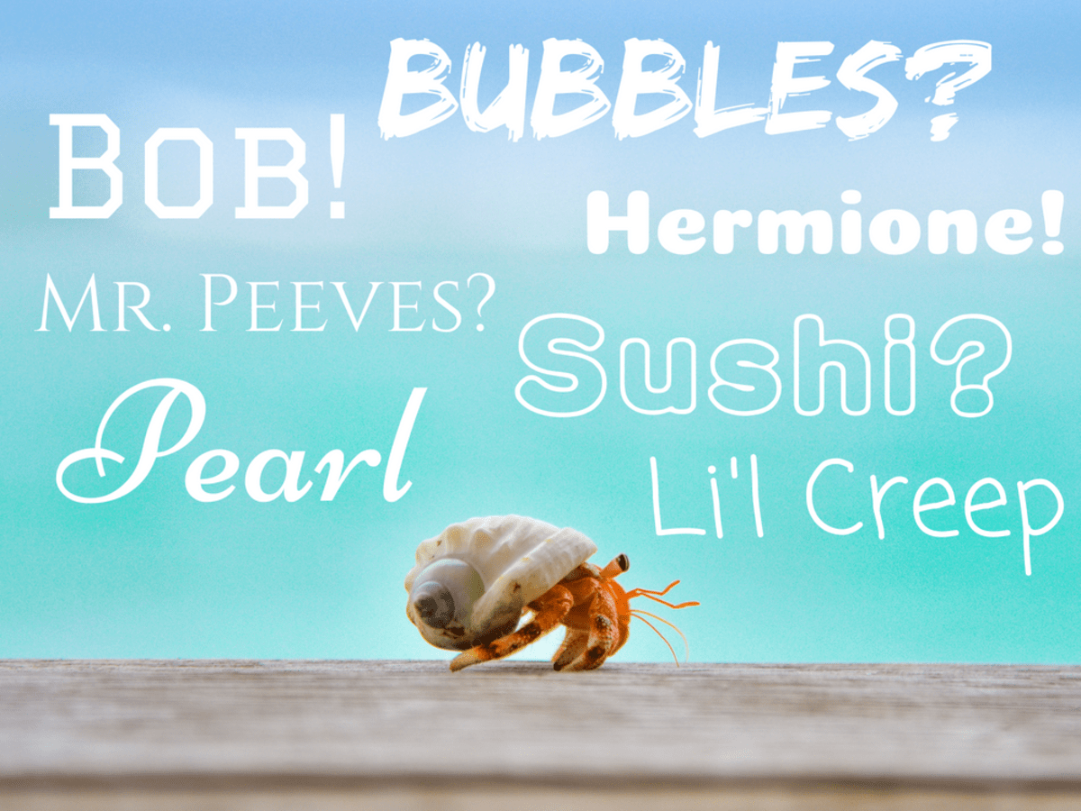 Featured image of post Anime Cute Hermit Crab
