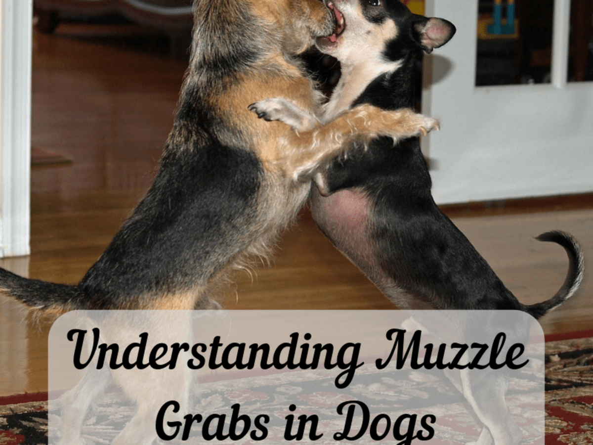 Understanding Muzzle Grabs Should You Grab Your Dog S Snout Pethelpful