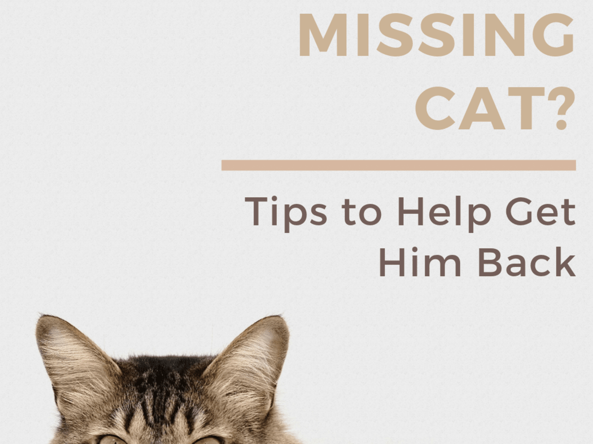 10 Helpful Tips For How To Find A Lost Or Missing Cat Pethelpful By Fellow Animal Lovers And Experts