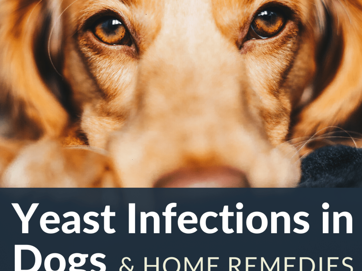 How To Stop Hair Loss And Itching In Dogs From Yeast Overgrowth Pethelpful By Fellow Animal Lovers And Experts