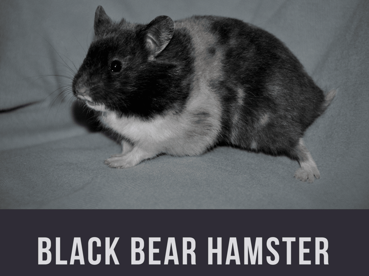 How To Care For And Raise Black Bear Hamsters Pethelpful