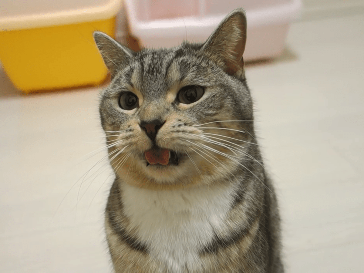 The Flehmen Response in Domestic Cats 