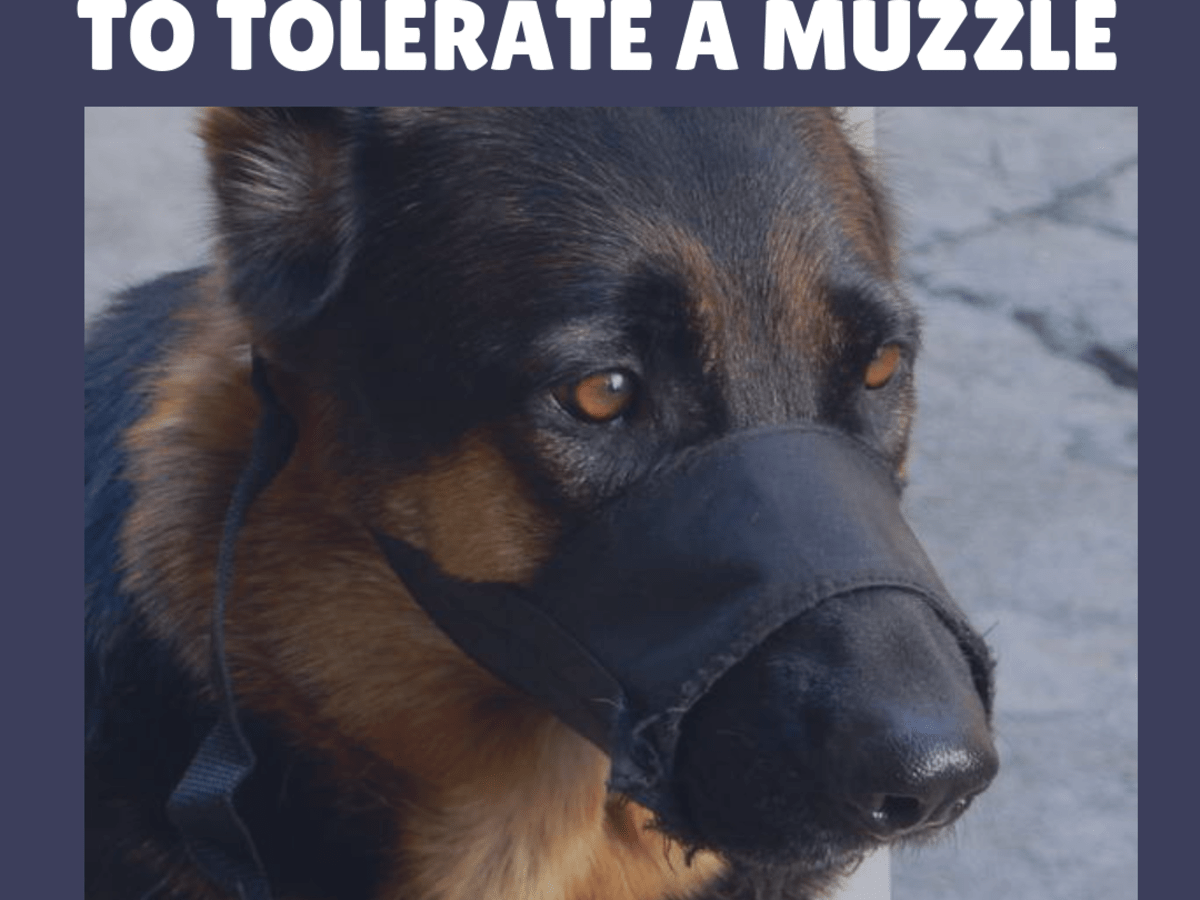 how to train your dog to wear a muzzle