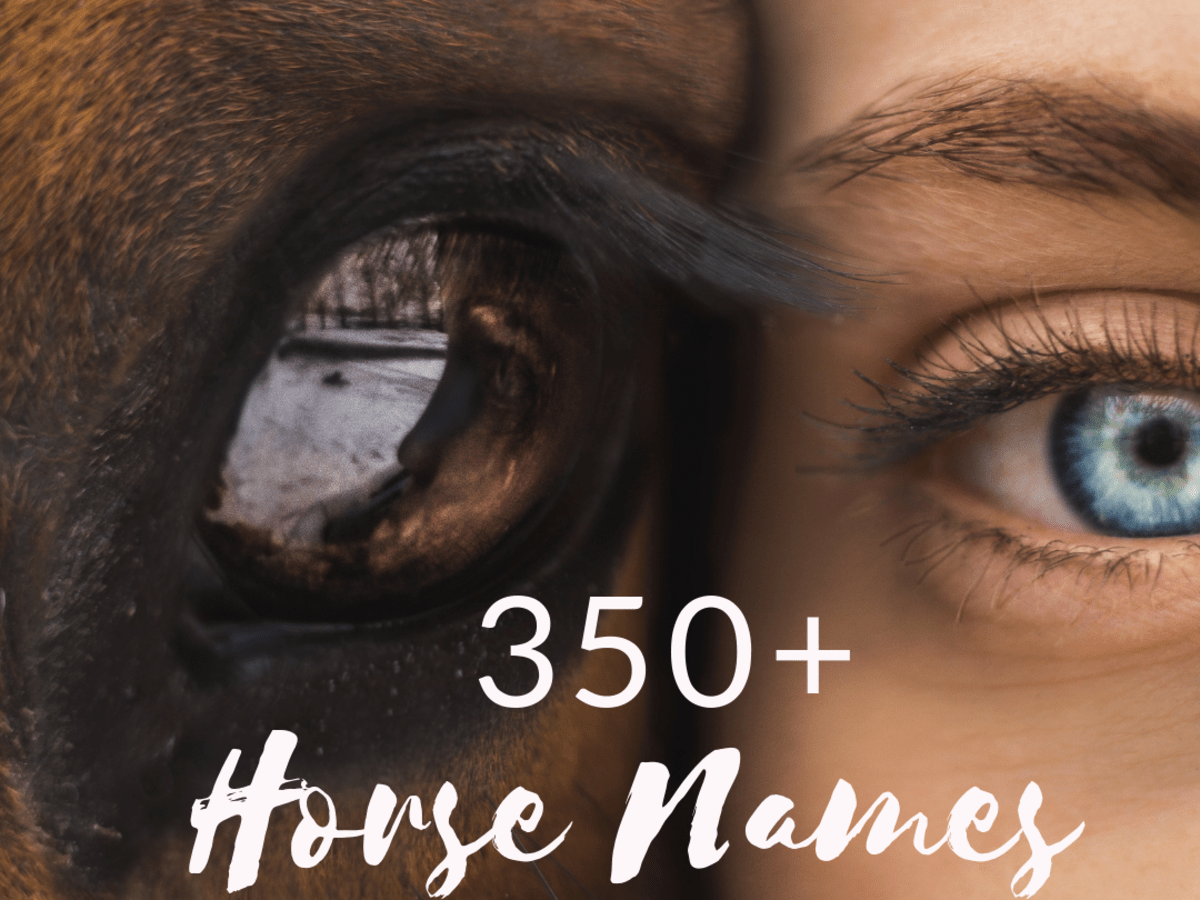 350 Perfect Pony And Horse Names For Riders Pethelpful By Fellow Animal Lovers And Experts