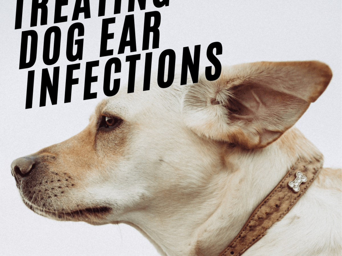 Dog Ear Infections: Signs and Causes 