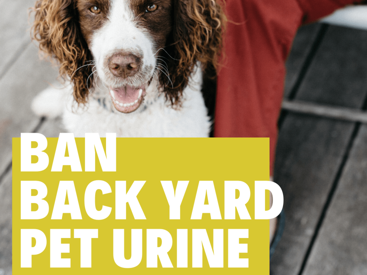 remove dog urine from clothes