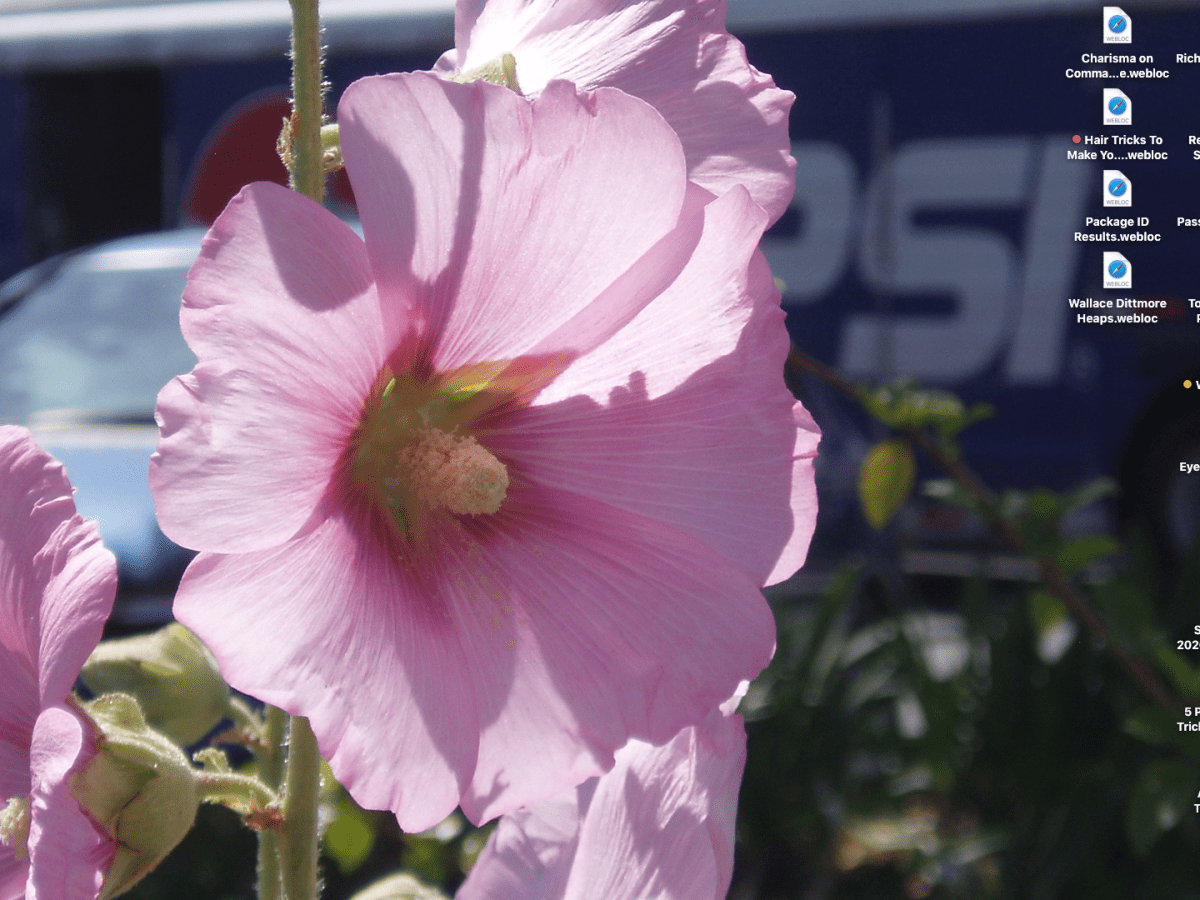 Hibiscus